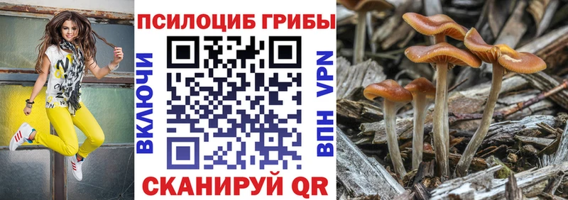 Галлюциногенные грибы Psilocybe  как найти наркотики  Касли 